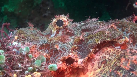 Scorpion fish eye Stock Footage 90794966