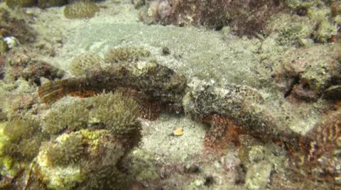 Scorpion Fish fighting, Shot 2 of 2 Stock Footage 21813560
