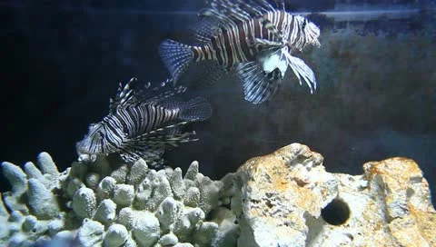 Scorpion fish Stock Footage 10841726