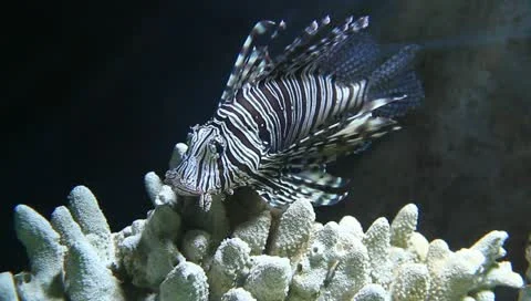 Scorpion fish Stock Footage 10842058