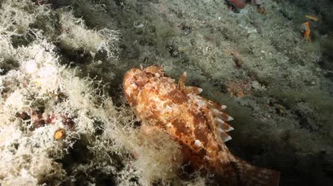 Scorpion Fish 動画素材 12576959