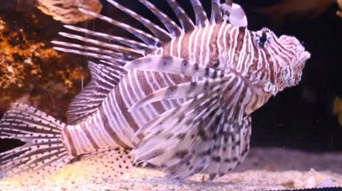 Scorpion fish Stock Footage