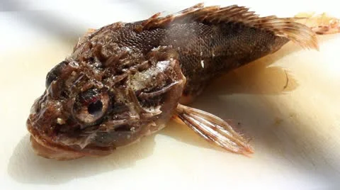 Scorpion Fish Stock Footage 22154724