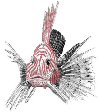 Scorpion fish Illustrazione stock