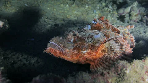 Scorpion fish inside the ship wreck Stock Footage 22734312