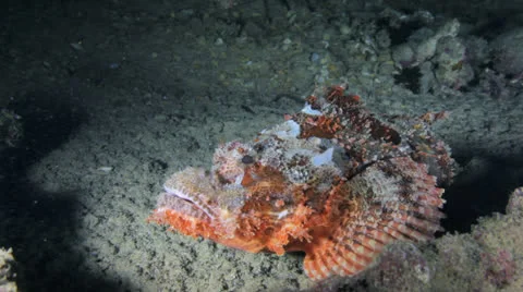 Scorpion fish inside the ship wreck Stock Footage 22734338