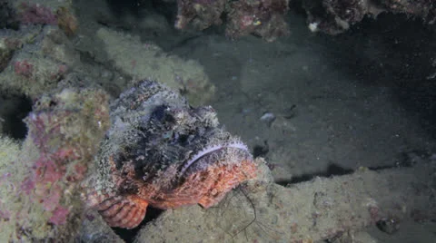 Scorpion fish inside the ship wreck Stockbeeldmateriaal 22734378