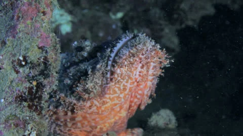 Scorpion fish inside the ship wreck Stock Footage 22734408