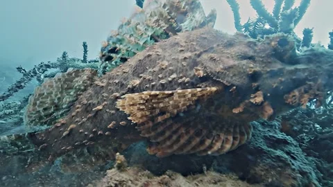 Scorpion fish moving on a reef 스톡 동영상 338312078