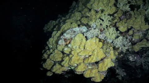 Scorpion fish at night Stock Footage 22706584