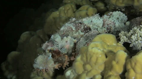Scorpion fish at night Stock Footage 22706616