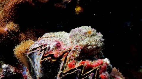 Scorpion fish pan Stock Footage 58308014