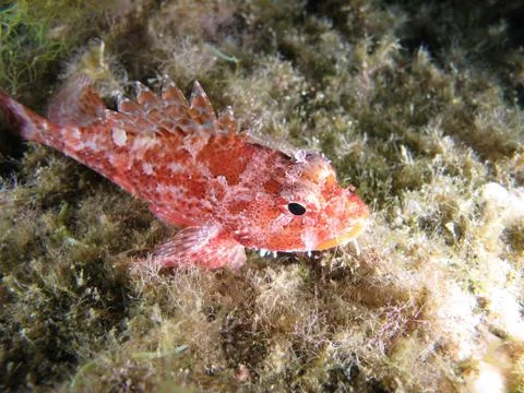 Scorpion Fish Stock Photos