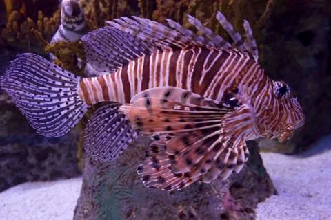 Scorpion Fish Stock Photos