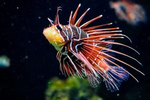 SCORPION FISH Stock Photos