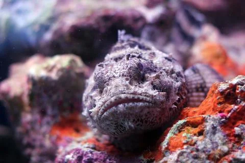 Scorpion fish Stock Photos