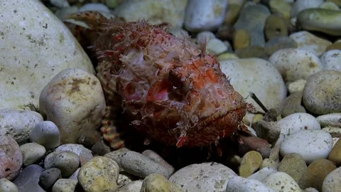 Scorpion fish raw video 스톡 동영상 229464822