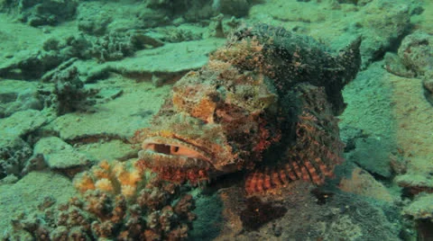Scorpion fish at the seafloor Stock Footage 22705349