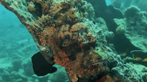 Scorpion fish at the seafloor Stock Footage 22705388