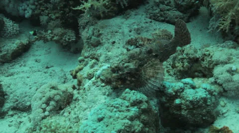 Scorpion fish at the seafloor Stock Footage 22706221