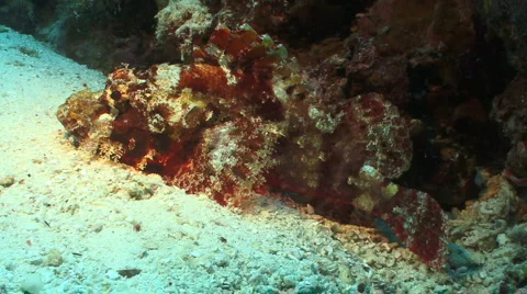 Scorpion Fish is stalking prey while laying on the sand. Video stock 954293