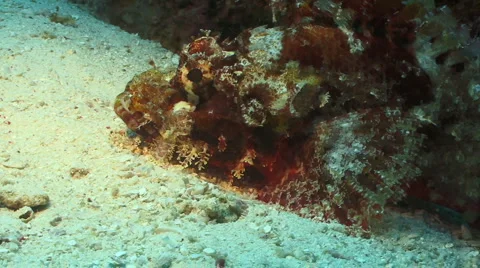 Scorpion Fish is stalking prey while laying on the sand. Video stock 954416