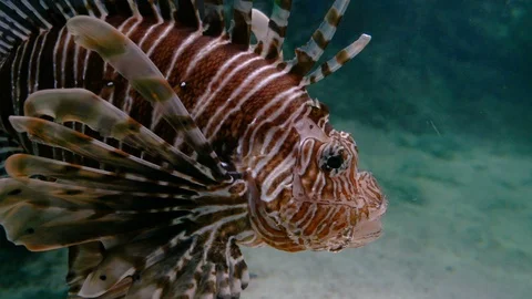 A Scorpion fish swims so close to the camera Video stock 87875451