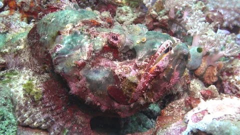 Scorpion fish yawning Stock Footage 90794994