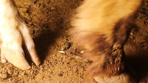 Scorpion Flees Under Sheep Hooves, Avoids Conflict While Searching for Insects Stock Footage 316874483