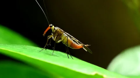 Scorpion Fly on leaf. Stock Footage 76682938