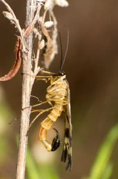 Scorpion fly Stock Photos