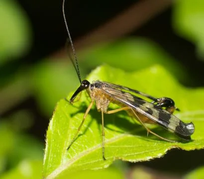 Scorpion fly Stock Photos