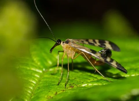 Scorpion fly Stock Photos