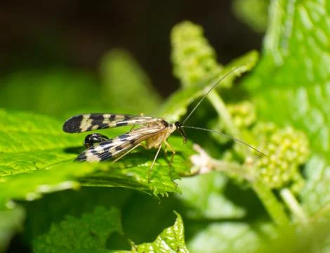 Scorpion fly Foto stock