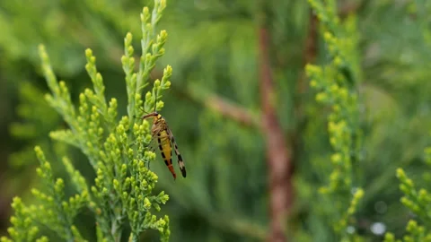 A scorpion fly sits on a thuja branch and scratches its whiskers Stock Footage 331667278