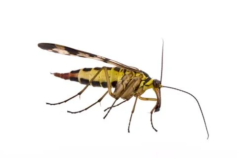 Scorpion Fly on  white background Stock Photos