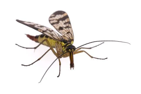 Scorpion Fly on  white background 스톡 사진