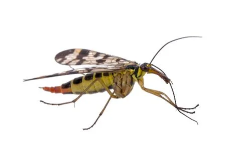 Scorpion Fly on  white background Foto stock