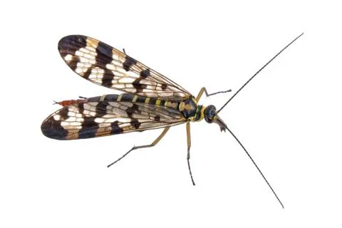 Scorpion fly on  white background Stock Photos