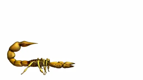 Scorpion Stock Footage 973920