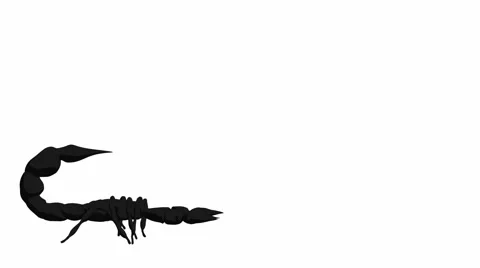 Scorpion Stock Footage 973935