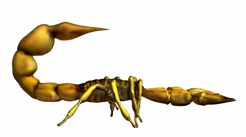 Scorpion Stock Footage 973939