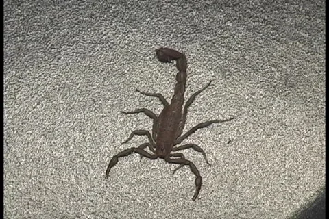 Scorpion Stock Footage 985735