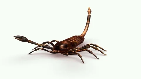 Scorpion Vidéo 70953676