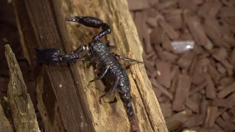 Scorpion Stock Footage 80063363