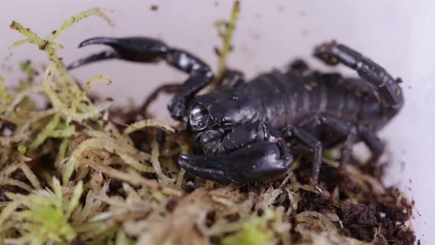 Scorpion Stock Footage 120827171