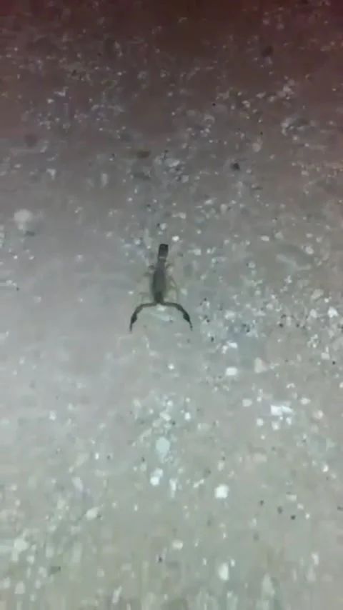 Scorpion 動画素材 152525459