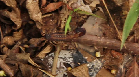 Scorpion in forest soil Stock Footage 57645554