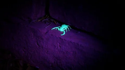 Scorpion Goes Backwards To Hide Video stock 96467172