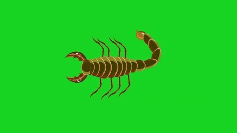Scorpion on green screen. Video stock 107654474